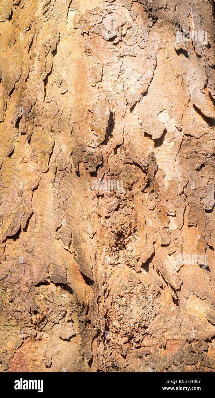 La struttura della corteccia di un tronco di albero in Backhouse Park, Sunderland, Inghilterra nord-orientale UK Foto Stock