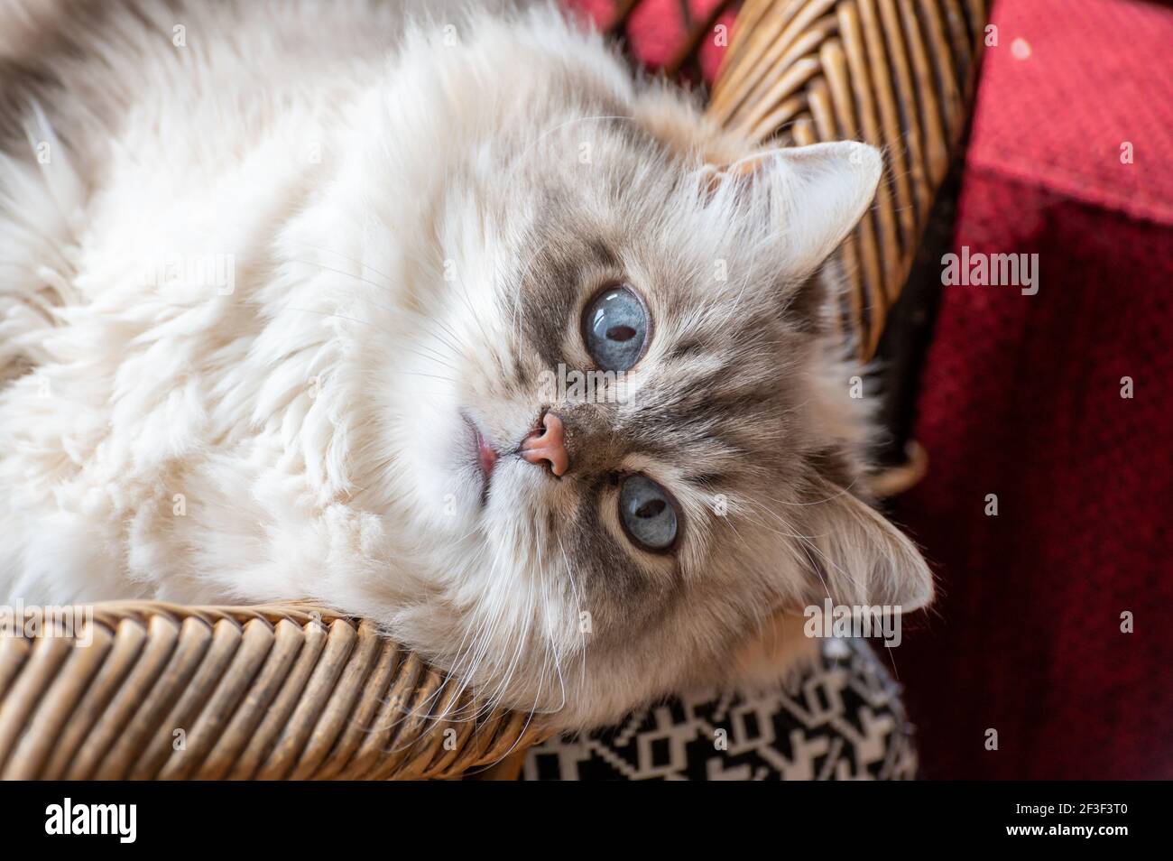 Beautyful bianco siberiano gatto Nevskaya Masquerade con occhi blu riposante da vicino sulla sedia Foto Stock