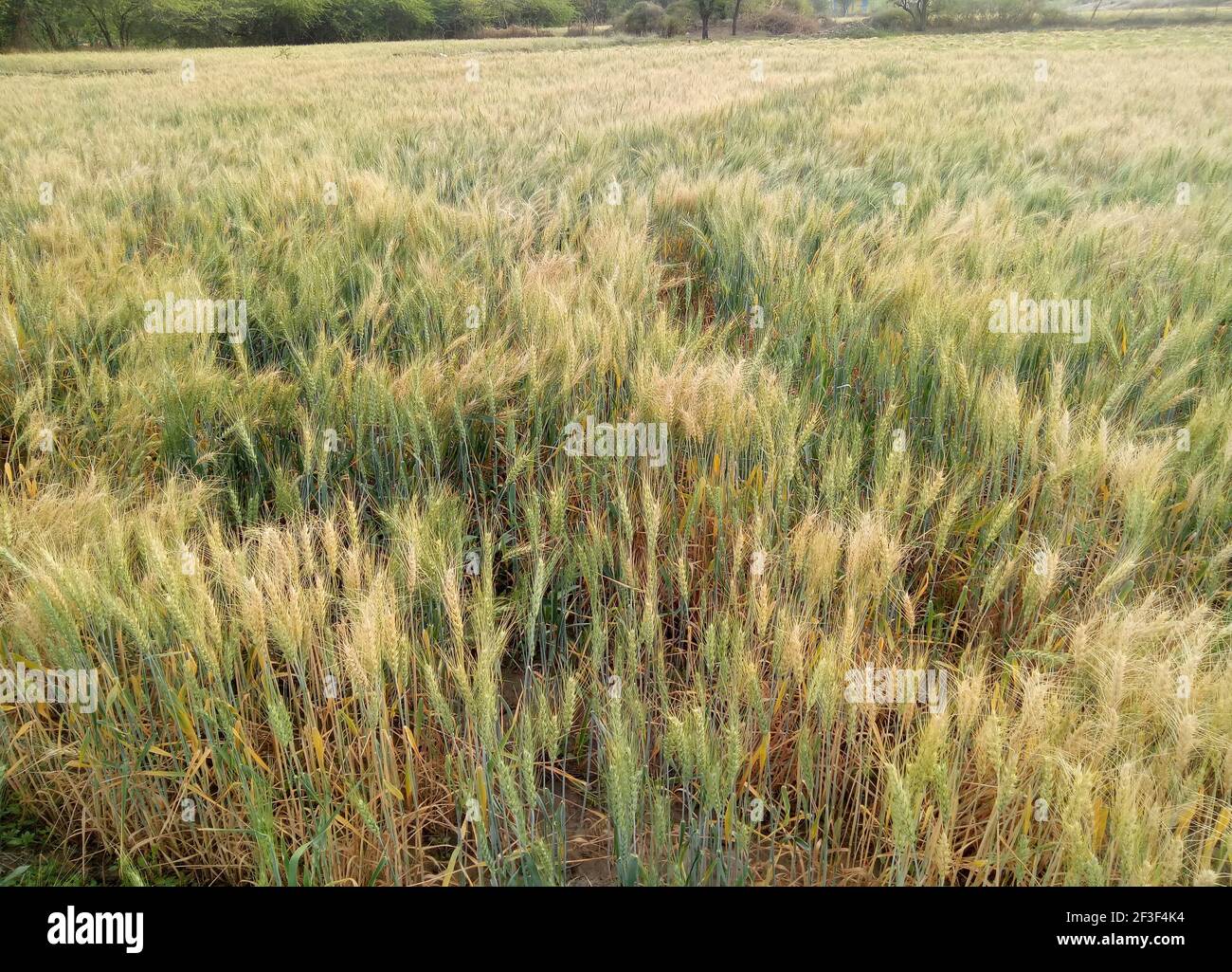 Beawar, Rajasthan, India, 16 marzo 2021: Raccolto di orzo nel campo alla periferia di Beawar. Rajasthan è stato produttore principale di raccolto di orzo in India. Credit: Sumit Saraswat/Alamy Live News Foto Stock