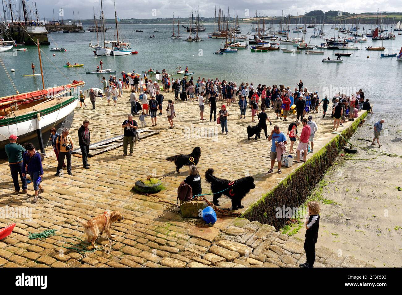 Cani Terre neuve durante le feste marittime di Douarnenez, il 25 al 30 luglio 2018, in Francia, Foto François Van Melleghem / DPPI Foto Stock