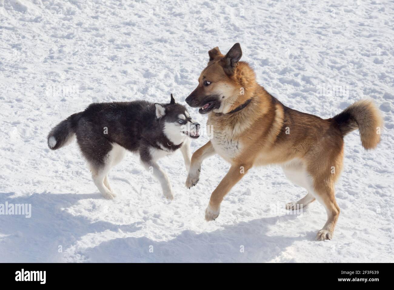 Carino cucciolo di Husky siberiano e cane multibred stanno giocando su una neve bianca nel parco invernale. Animali domestici. Cane purebred. Foto Stock