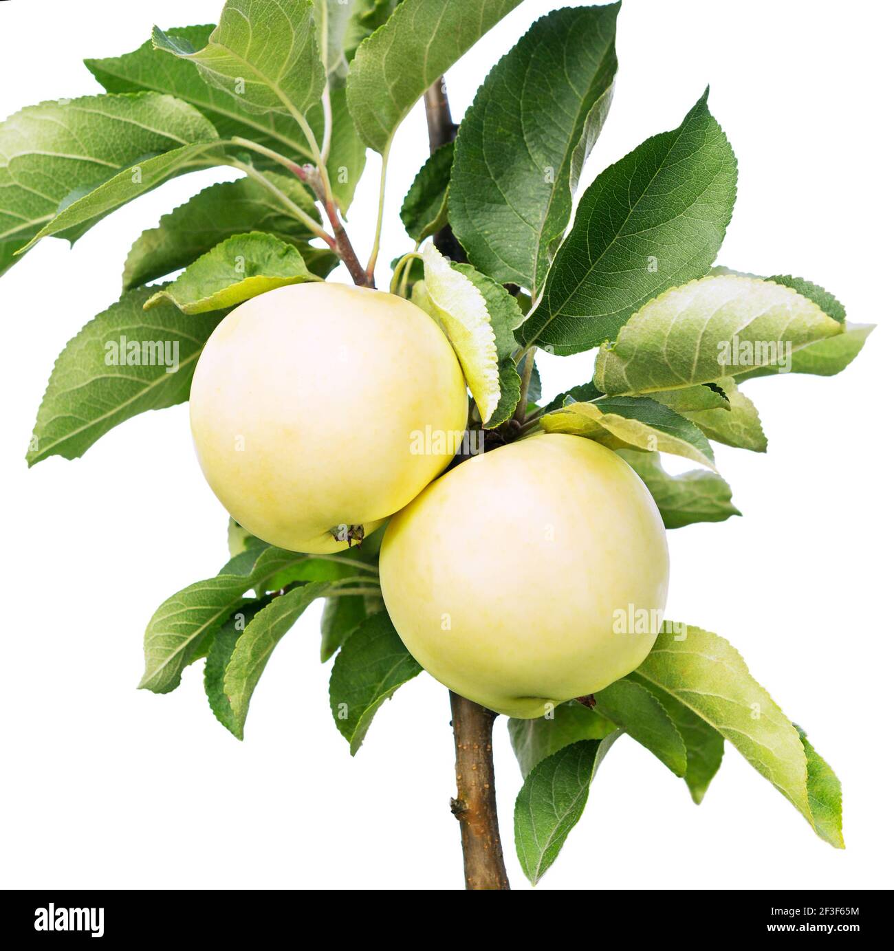 Mele su un ramo isolato su sfondo bianco. Mele da vicino su un albero di mele. Raccolta di frutta. Foto Stock