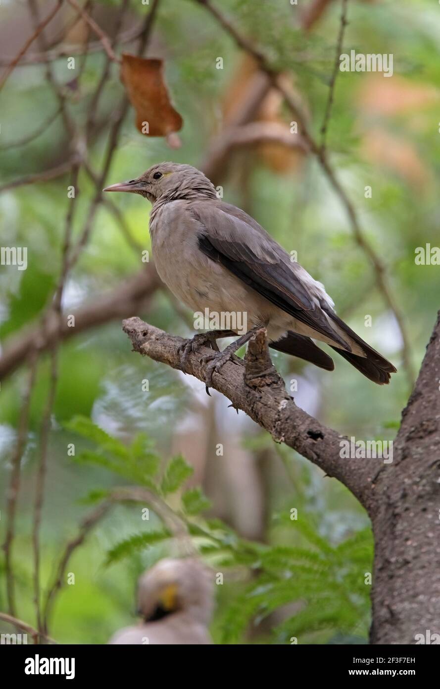 Wattled Starling (Creatophoira cinerea) femmina pertched sul ramo morto Etiopia Aprile Foto Stock