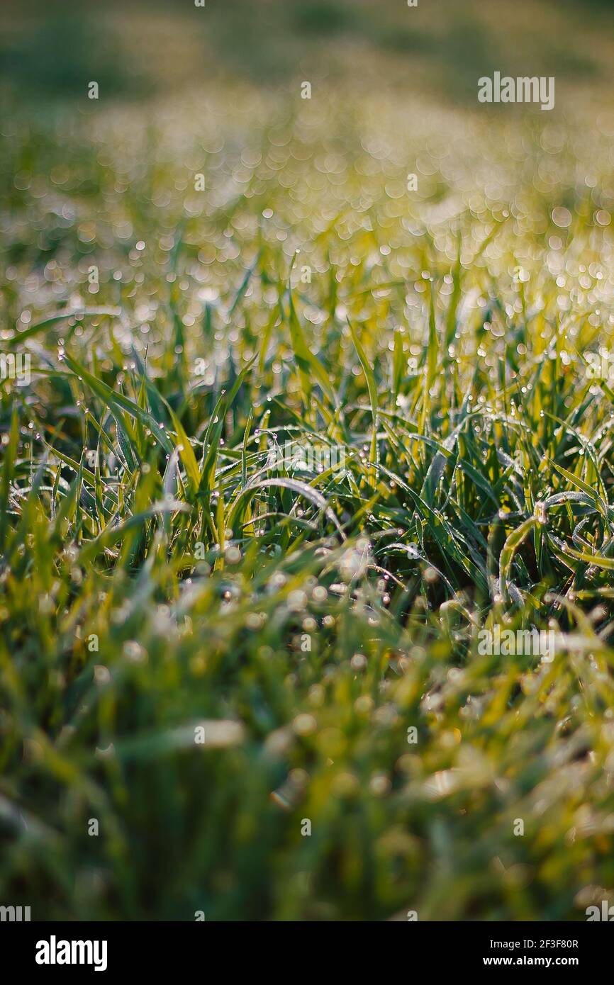 La rugiada del mattino cade su erba verde fresca. Sfondo astratto di una brillante rugiada mattutina Foto Stock