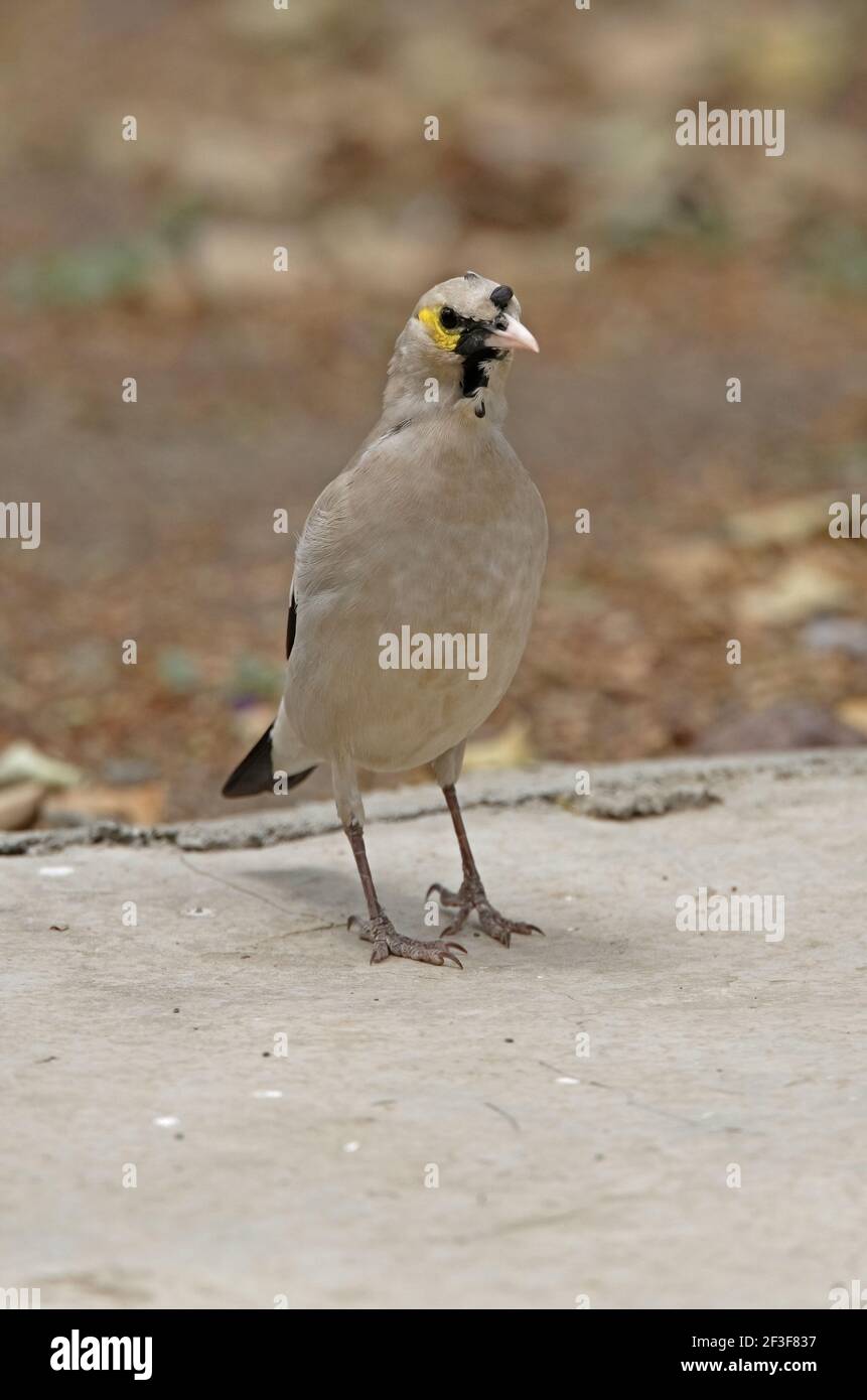 Wattled Starling (Creatophora cinerea) maschio, che entra in crumage, sul terreno Etiopia Aprile Foto Stock