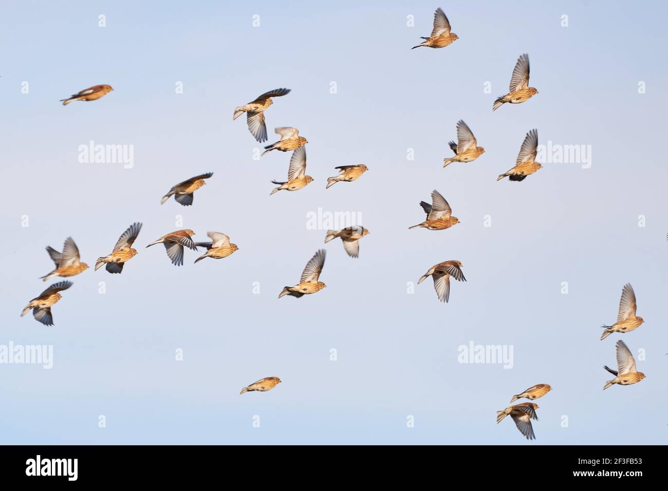 Gregge di reti comuni (Linaria cannabina) Uccelli in volo Foto Stock