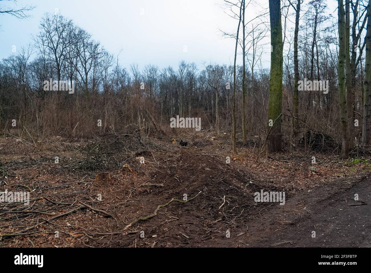 Abbattimento degli alberi e conseguente distruzione dell'habitat Foto Stock