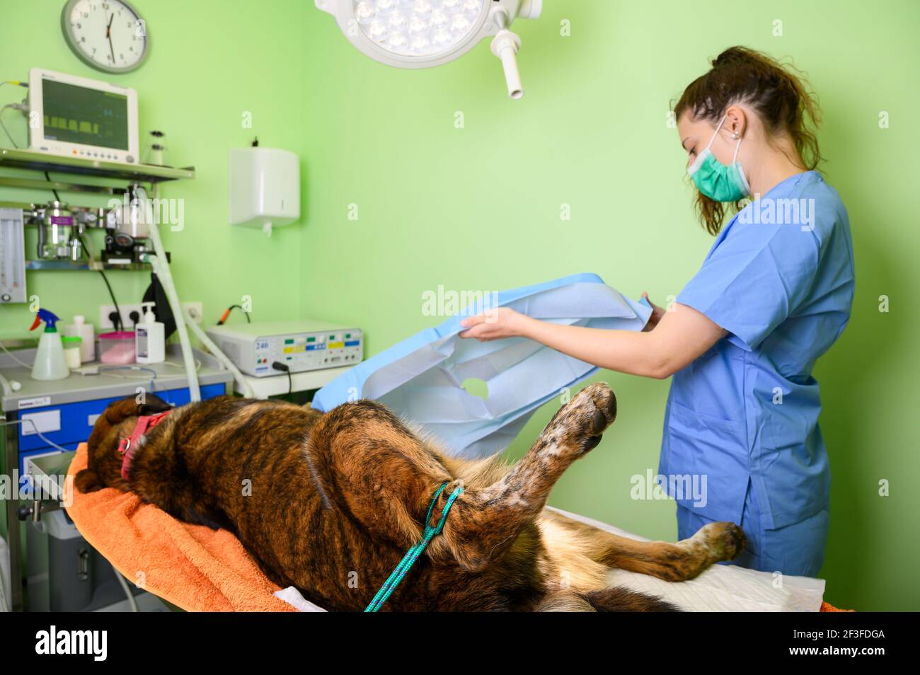 Immagine del cane sul tavolo operatorio e del medico in una clinica  veterinaria. Foto di alta qualità Foto stock - Alamy