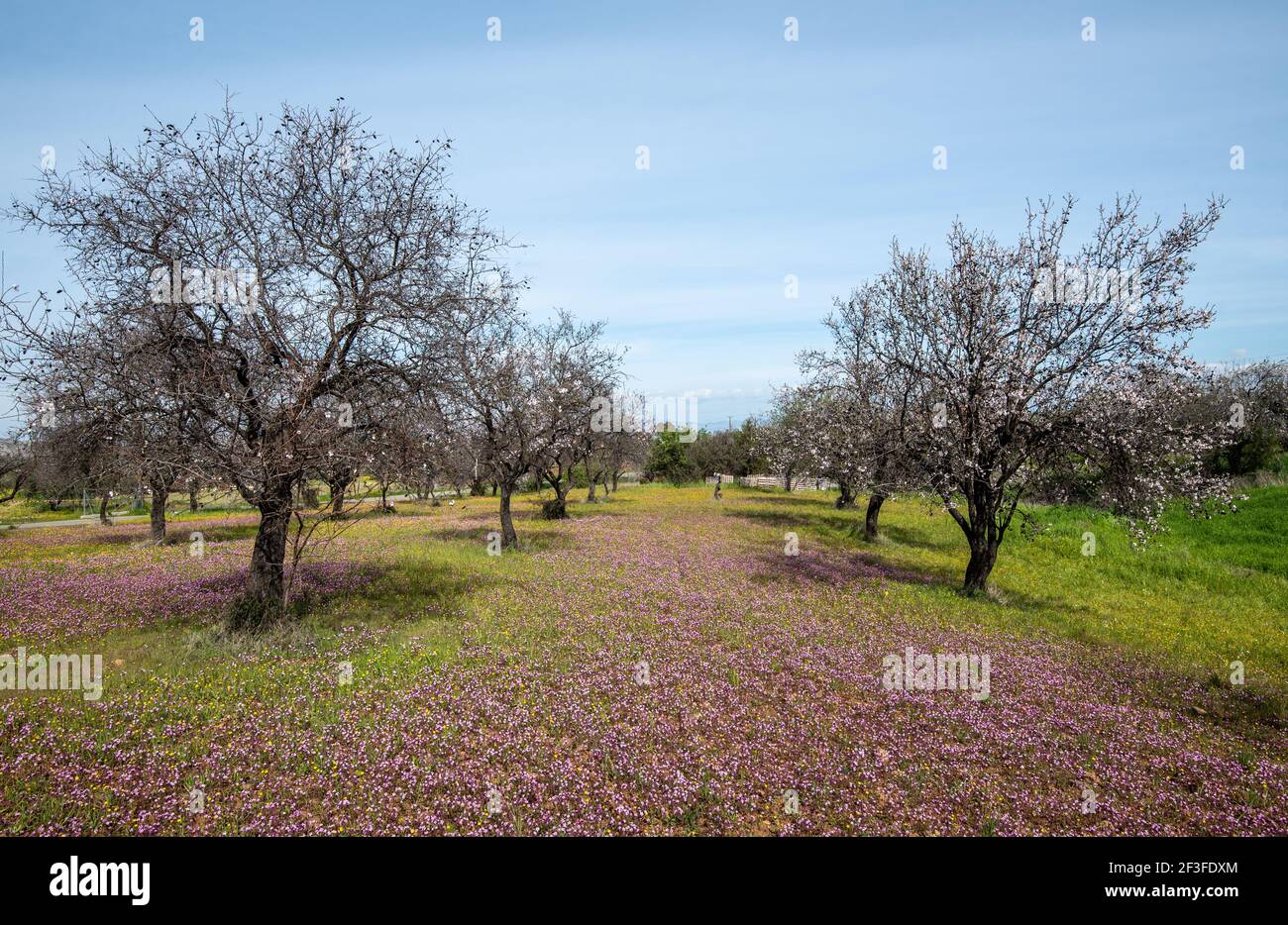 Campo con alberi di mandorle e vele viola di fiori nel terreno. Paesaggio all'aperto con fiori in fiore in primavera Foto Stock