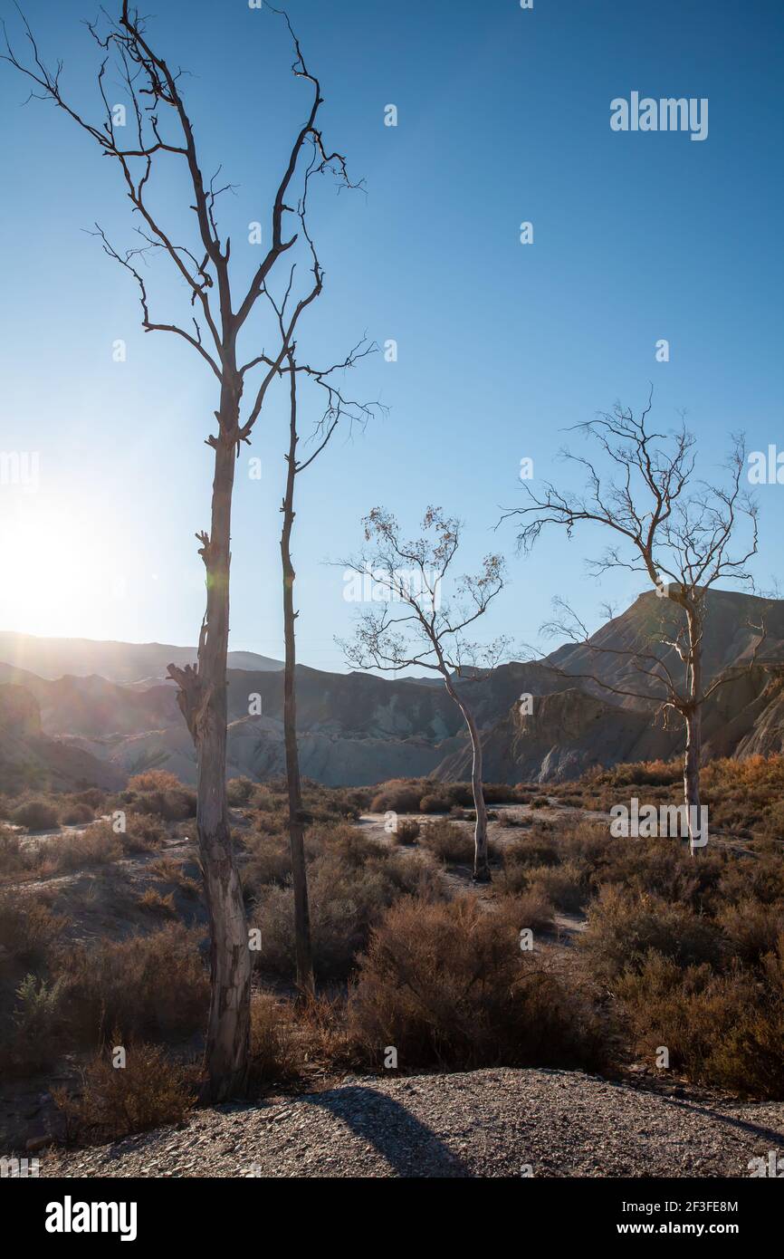 Paesaggio di vegetazione arida im Inverno nel deserto di Tabernas Almeria Spagna natura Viaggi Foto Stock