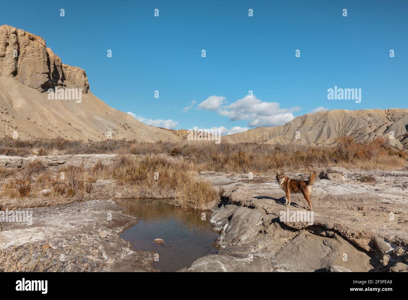 Sale suolo coperto del paesaggio asciutto letto di fiume in Il deserto di Tabernas Almeria Spagna avventura natura Viaggi Europa Foto Stock