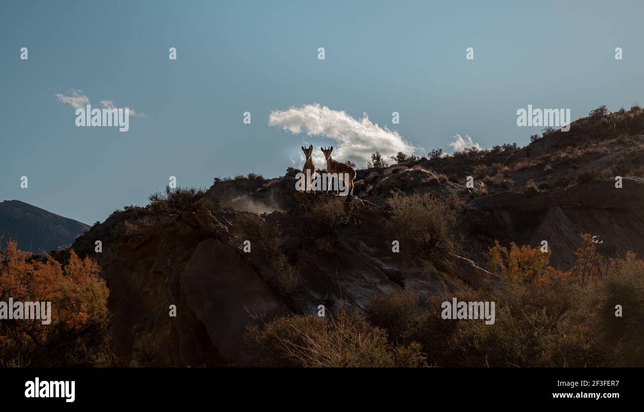 Capre selvatiche iberiche nel deserto di Tabernas Natur Landscape Almeria Spagna Foto Stock