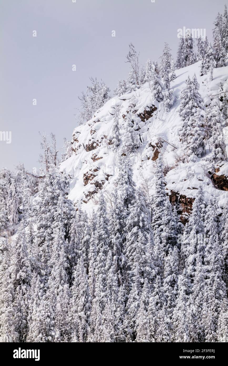 Neve fresca su un promontorio roccioso; vicino al Monarch Pass; Colorado centrale; USA Foto Stock