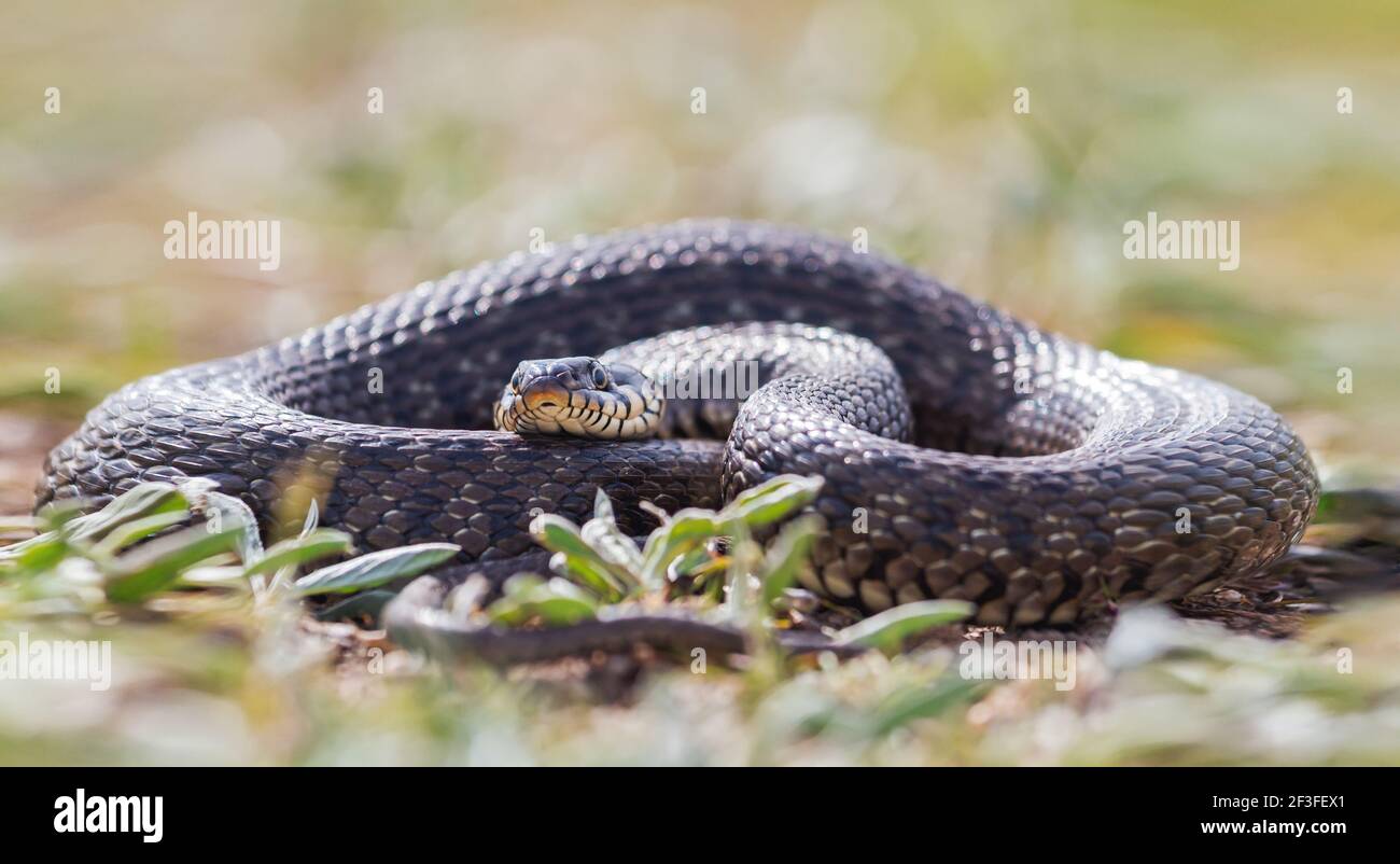 Un enorme serpente dei miti scandinavi si trova in un anello piegato Foto Stock