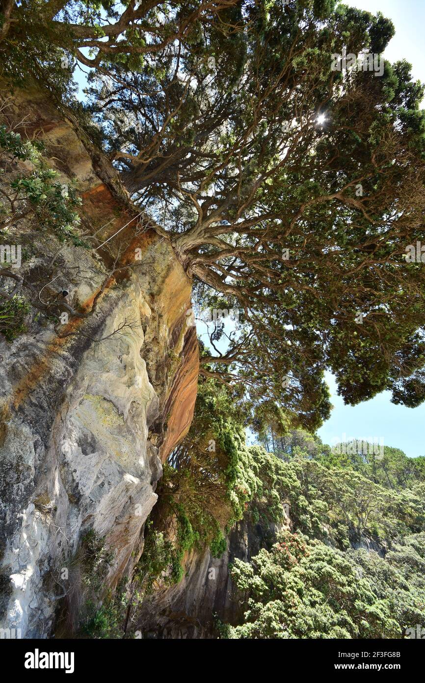 Alberi di pohutukawa curvy che crescono a destra sul bordo della scogliera rocciosa costiera che ha la relativa parete coperta di macchie dai torrenti dell'acqua. Foto Stock
