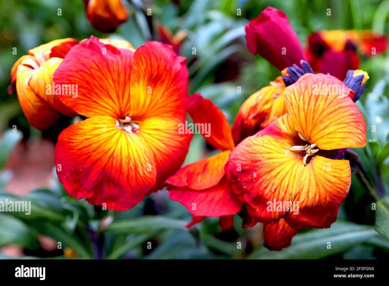 Erysimum ‘Scarlet bedder’ con virus del mosaico Wallflower Scarlet bedder – fiori arancioni e gialli con striature di rosso, marzo, Inghilterra, Regno Unito Foto Stock