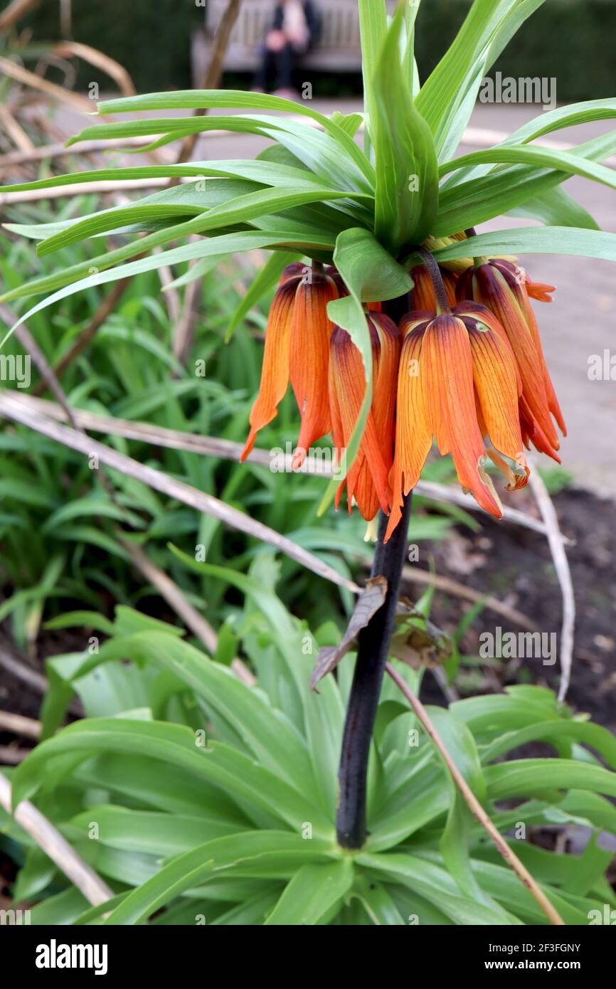 Fritillaria imperialis ‘Aurora’ corona imperiale Aurora – giganteschi fiori arancioni a forma di campana con corona a foglia, marzo, Inghilterra, Regno Unito Foto Stock