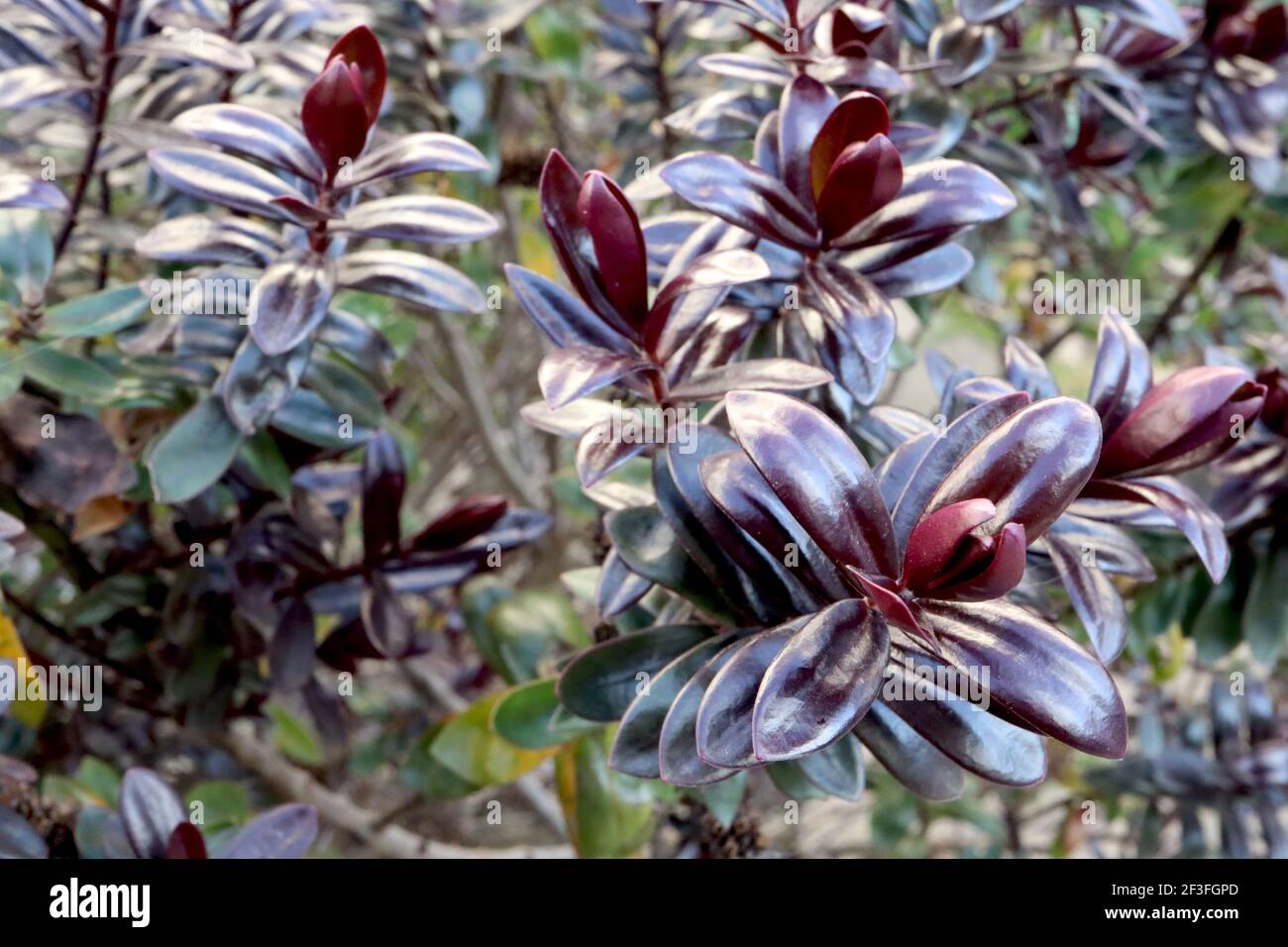 Hebe 'Midnight Sky' o 'Lowten' arbusti Veronica – arbusto con colonne di foglie  nere e verdi, marzo, Inghilterra, Regno Unito Foto stock - Alamy