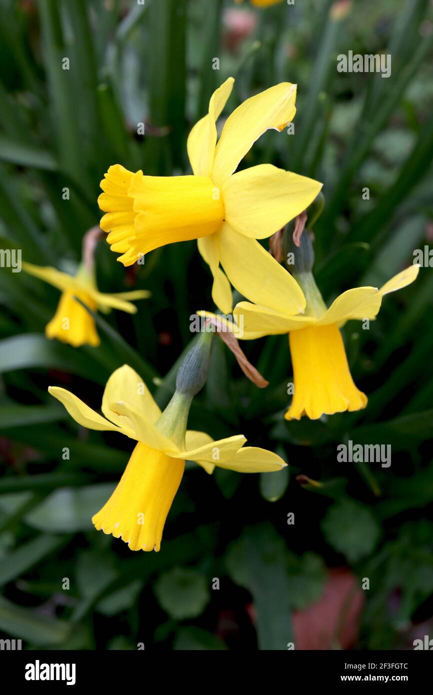 Narcissus ‘Febbraio Gold’ / Daffodil Febbraio Gold Division 6 Cyclamineus Daffodils giallo con coppe frilly, marzo, Inghilterra, Regno Unito Foto Stock