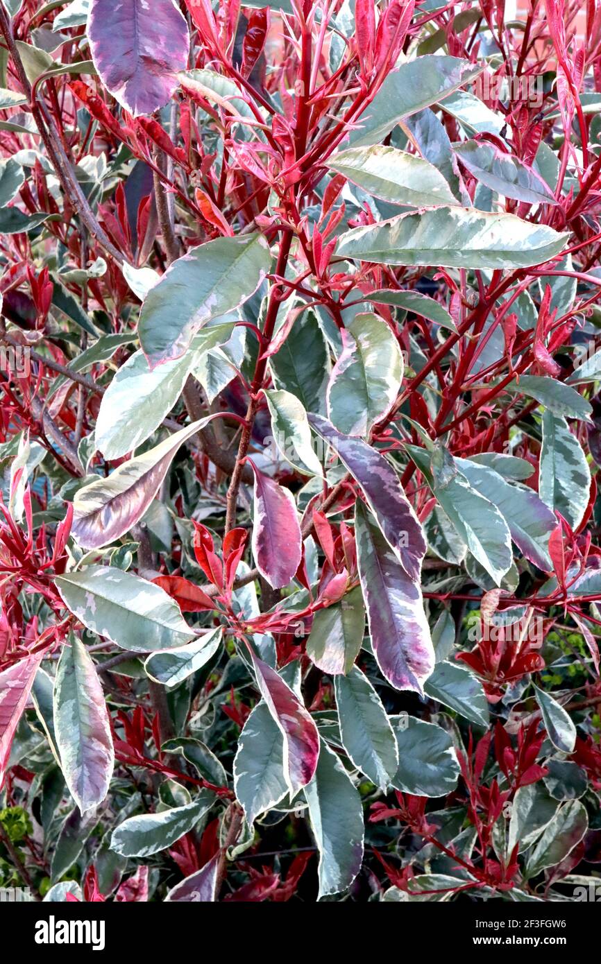 Photinia cassini ‘marmo rosa’ variegato Photinia – verde scuro, verde oliva, crema, rosa e rosso foglie, marzo, Inghilterra, Regno Unito Foto Stock