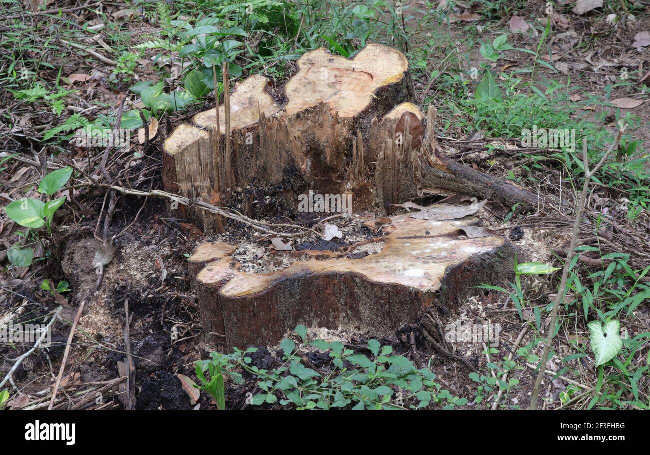Radice di un grande albero tagliato giù Foto Stock