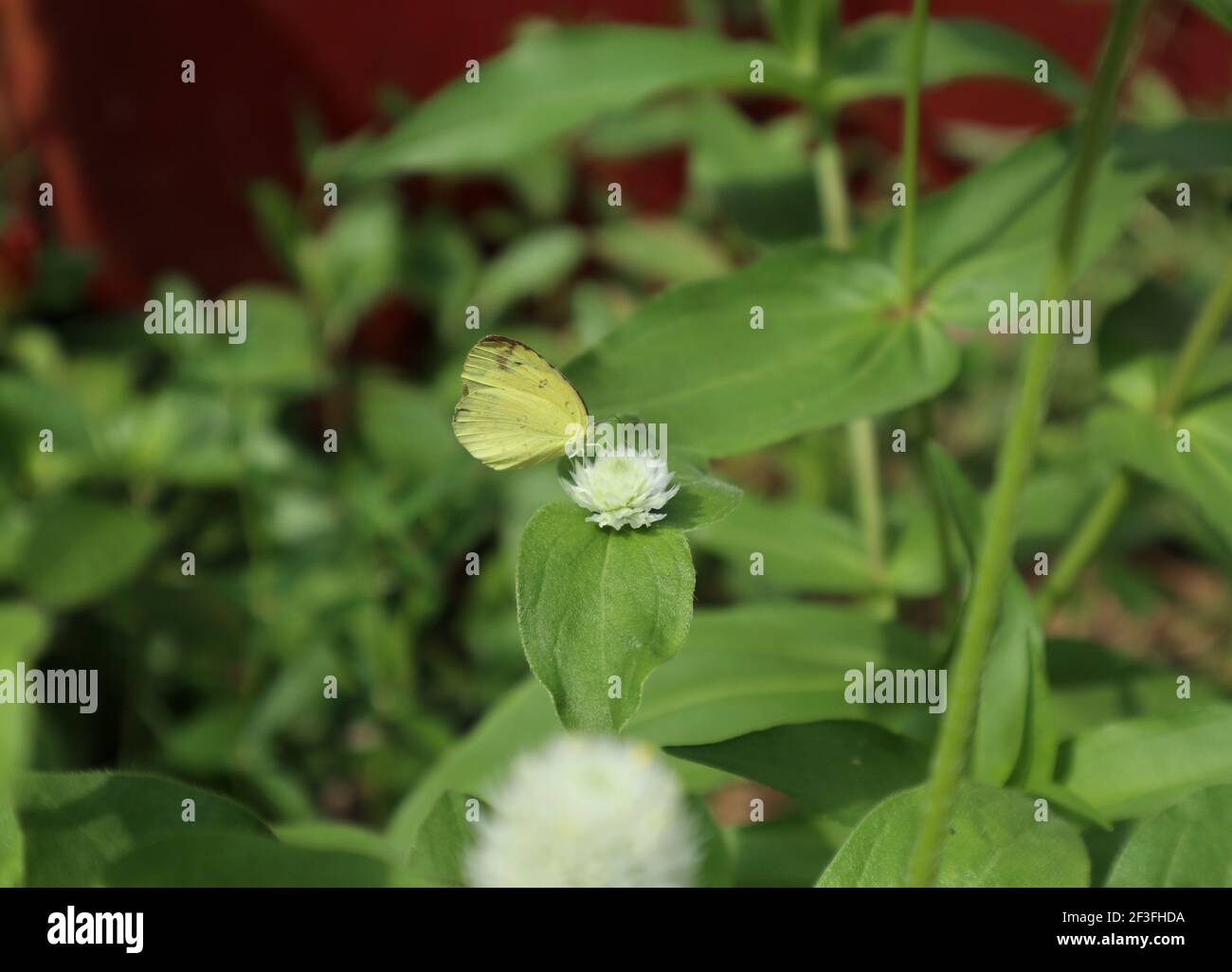 Una farfalla gialla di erba di un punto su fiore bianco Foto Stock