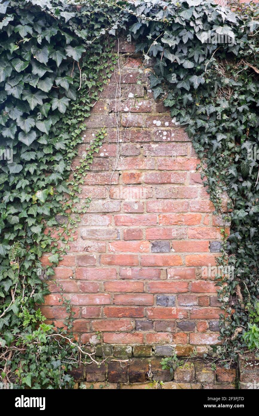 Ivy crescente su una vecchia parete di mattoni con spazio di copia - orientamento verticale/verticale Foto Stock