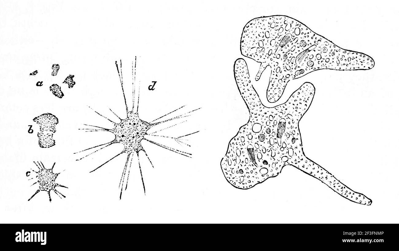 La monera di Haeckel Foto stock - Alamy