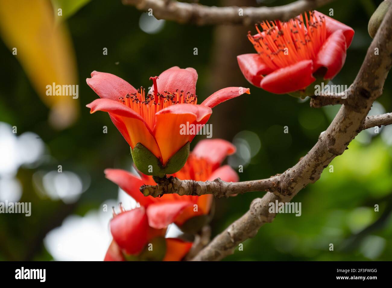 Fiore Bombax Ceiba o cotone rosso Foto Stock