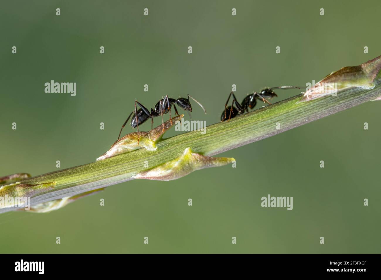 Insetti di formiche mentre camminando su una pianta di asparagi, natura animale della fauna selvatica macro Foto Stock