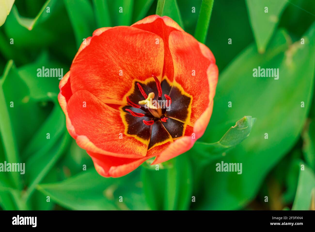 Fioritura di un tulipano in dettaglio. Fiore con petali rossi gialli in primavera con testa di fiore aperta. Fiore pistil con polline ape al centro del fiore Foto Stock