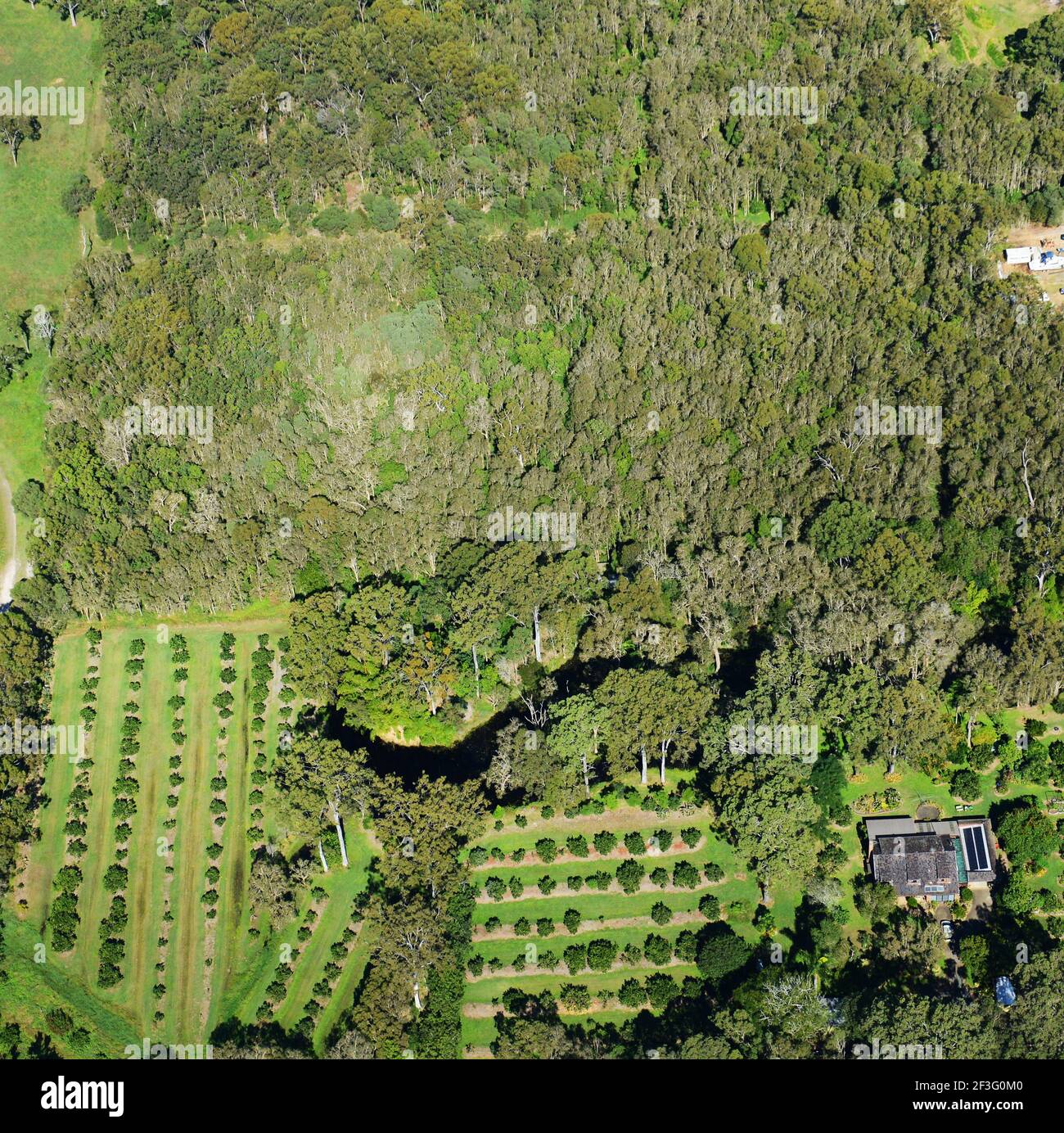 Vista aerea della fattoria frutteto a Queensland, Australia. Foto Stock