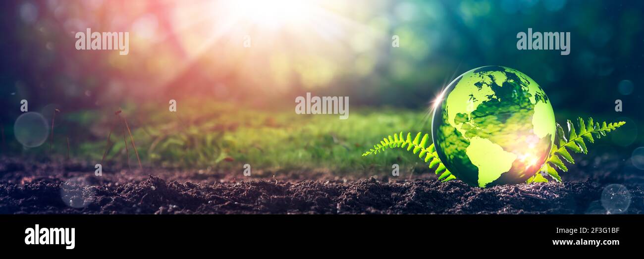 Terra di cristallo su suolo in foresta con Ferns e luce solare - ambiente / Giornata della Terra Foto Stock