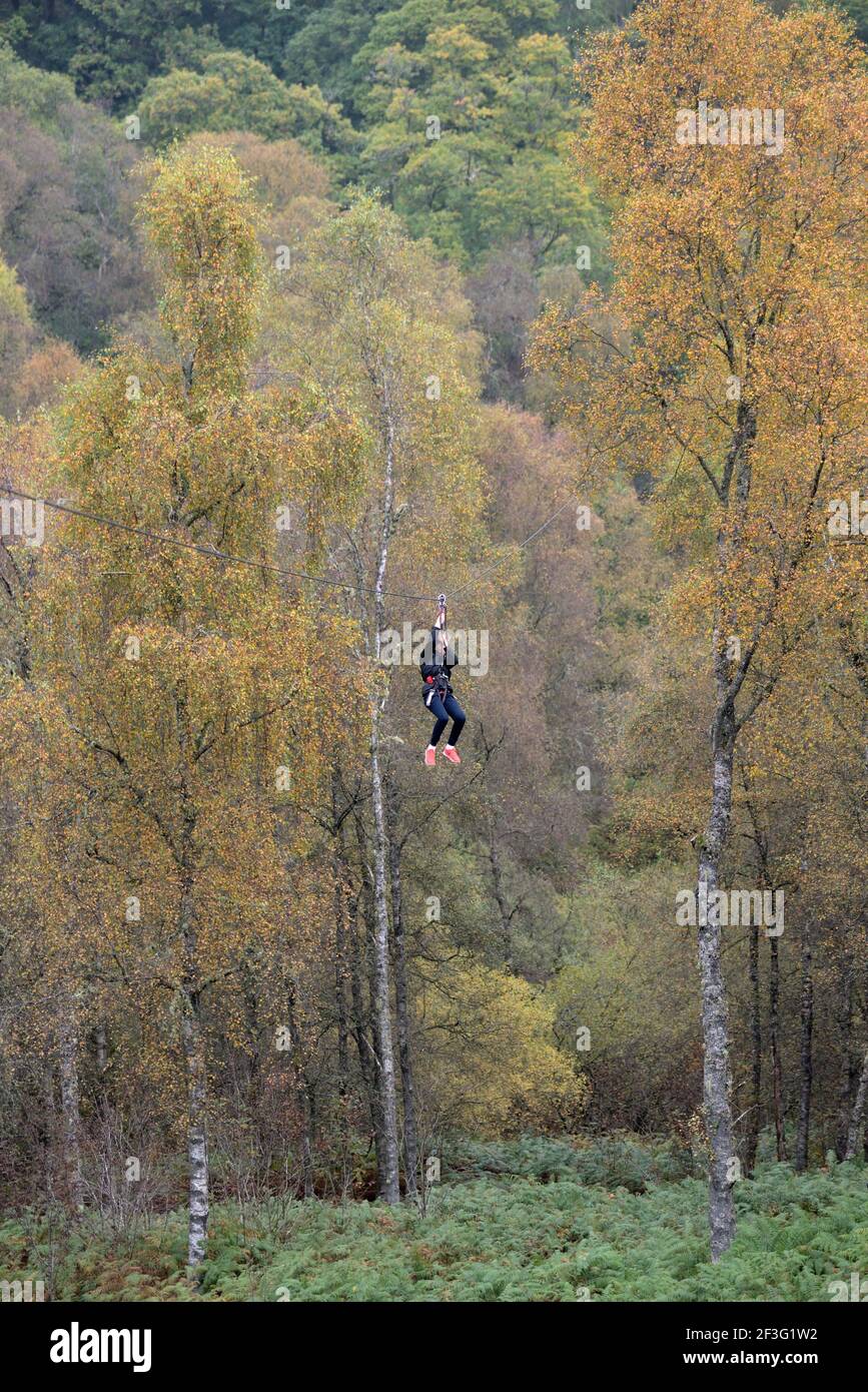 Un giovane sulla zip slide Go Ape nel Queen Elizabeth Forest Park, Trossachs, Scozia Foto Stock