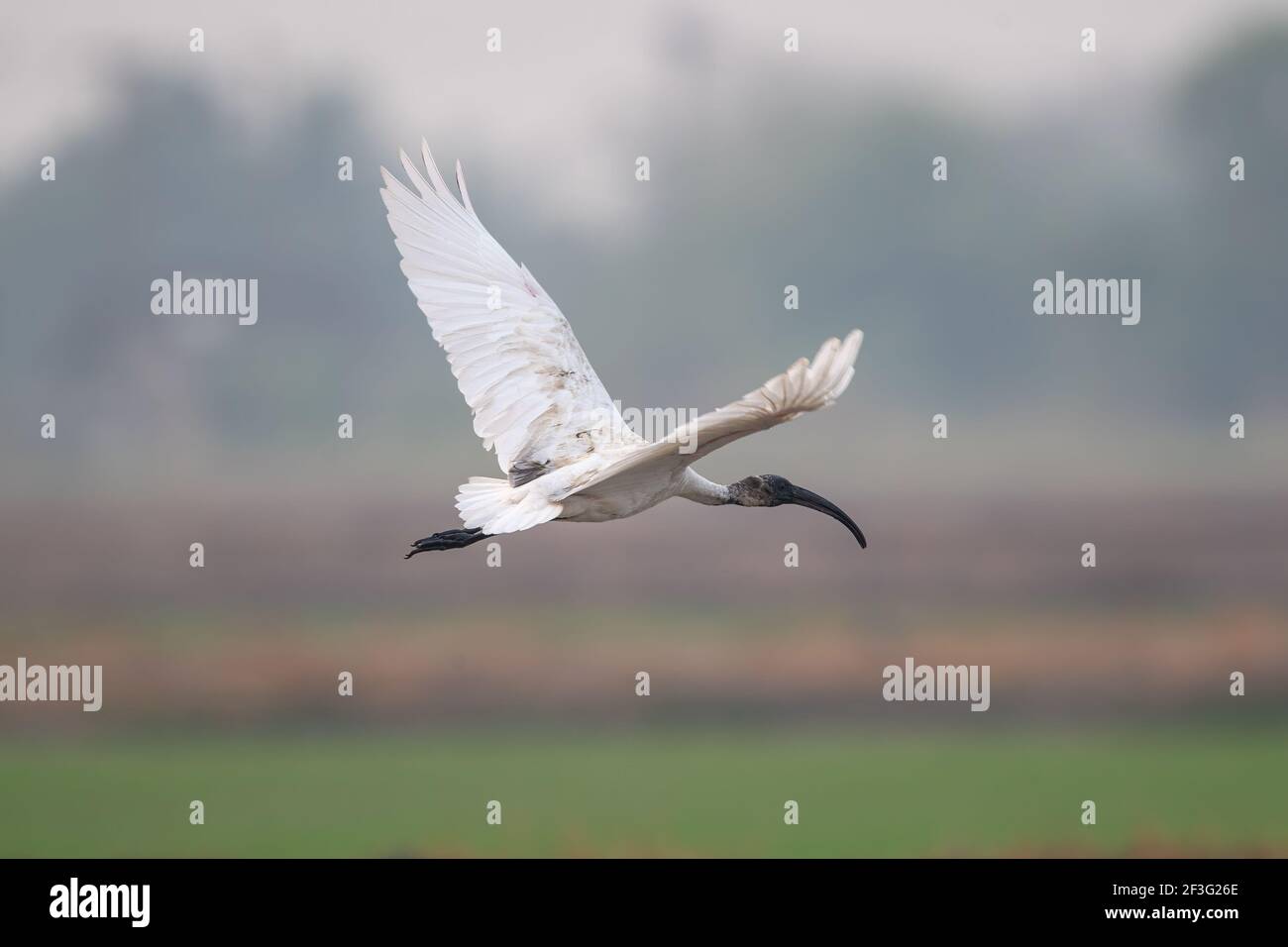 L'ibis a testa nera (Threskiornis melanocephalus), conosciuto anche come ibis bianco orientale, ibis bianco indiano e ibis a collo nero. Foto Stock