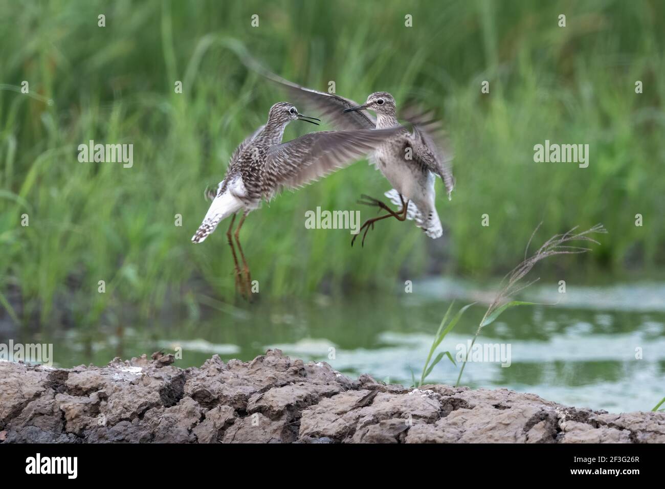 Il sandpiper di legno (Tringa glareola) è un piccolo wader. Questa specie eurasiatica è la più piccola delle canne, che sono wader di medie dimensioni a gambe lunghe. Foto Stock