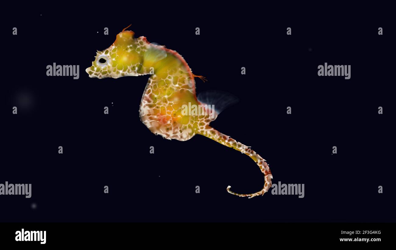Cavalluccio marino pigmy giapponese. Hippocampus japapigu. Seahorse isolato con dettagli realistici. Illustrazione del cavalluccio marino giallo. Specie giapponesi di cavallucci marini. Foto Stock