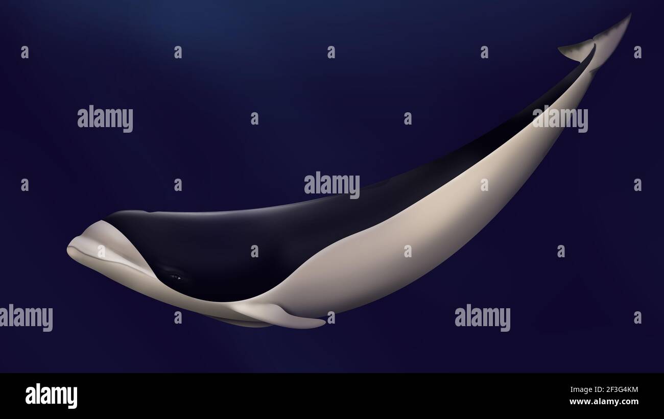 Delfino balena sud-destra. Nessuna pinna dorsale. Delfino balena bianco e nero. Porpoise meo-boccato. Lissodelphis peronii. Delfino balena isolato. Foto Stock
