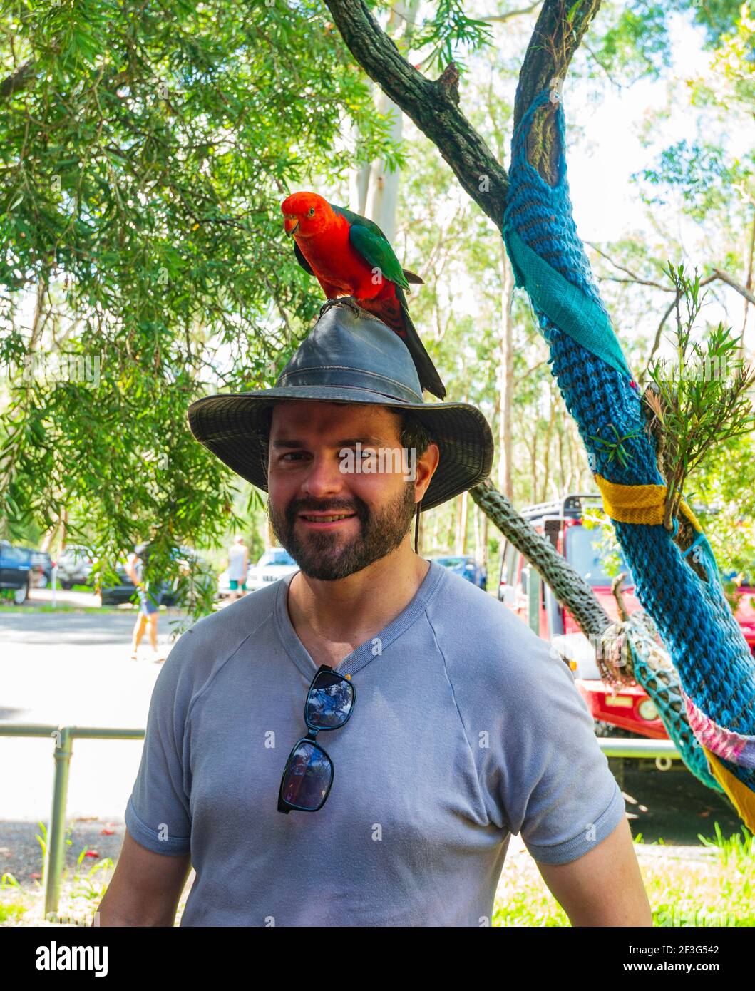 Turista con un selvaggio Parrot del Re Australiano (Alisterus scapularis) sul suo cappello fuori Mary Falls Caravan Park, Main Range National Park, Killarney, Que Foto Stock