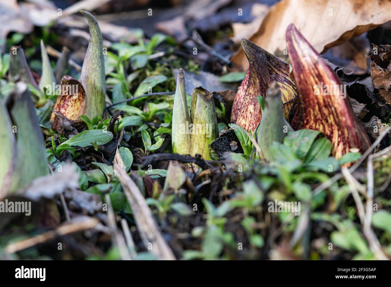 L'Eastern Skunk Cabbage emergente in inverno Foto Stock