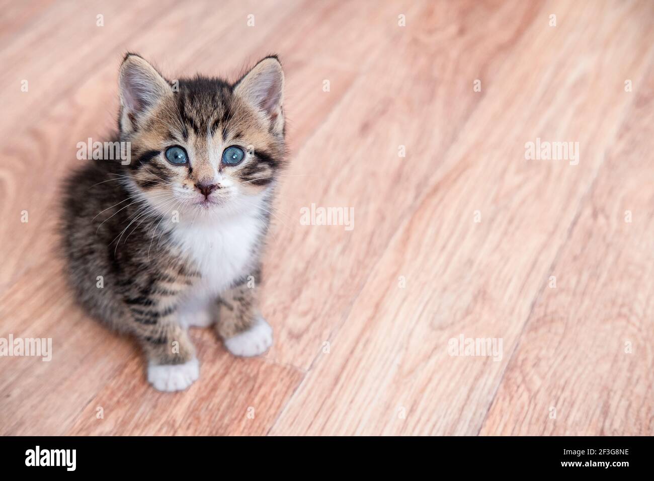 Ritratto mevi gatto su legno Kitten in attesa di cibo. Piccolo gatto a strisce che si siede sul pavimento di legno, leccando e guardando in su alla macchina fotografica. CopySpace Foto Stock