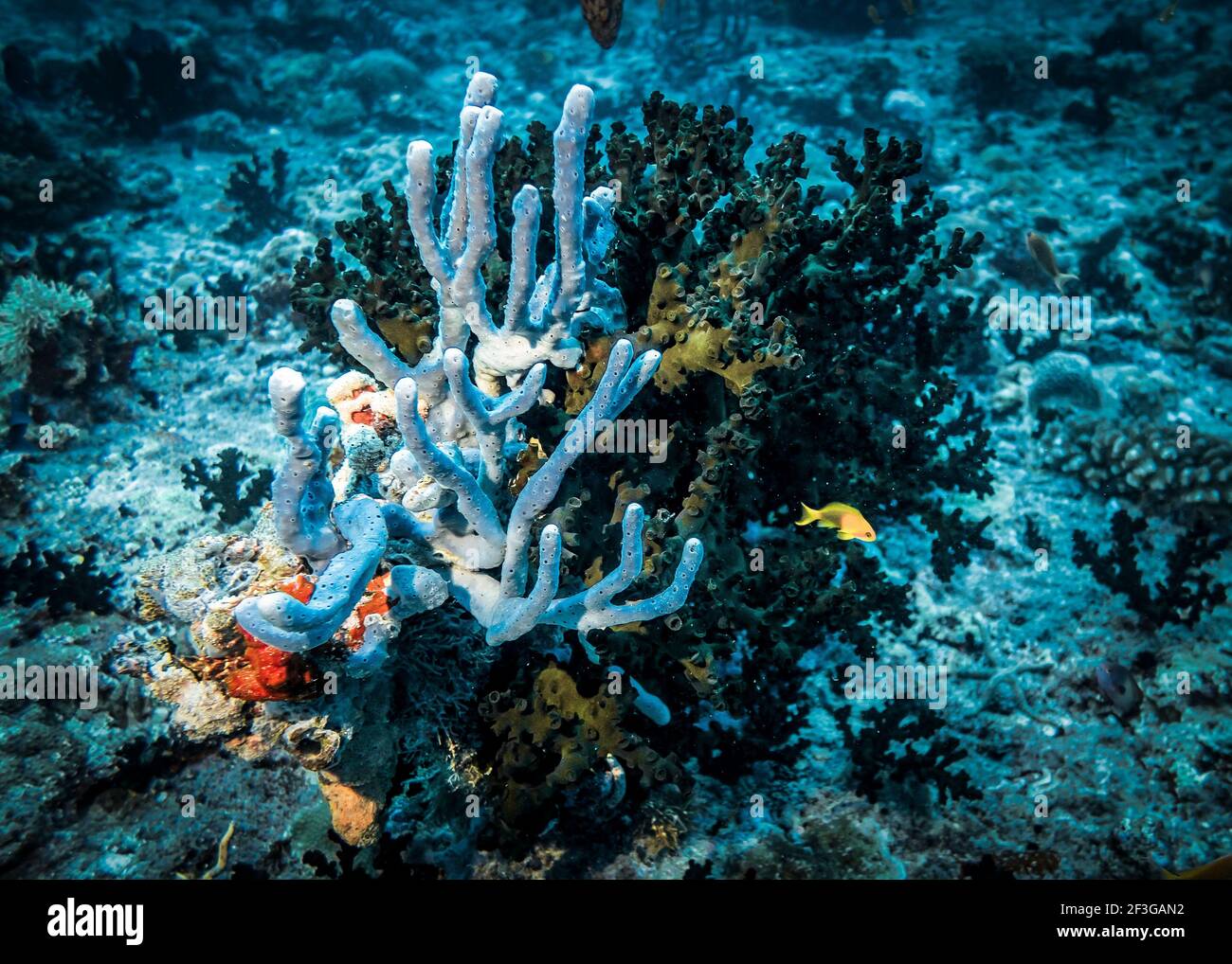 Spugne di mare blu e verde scuro sul fondo di L'oceano indiano Foto Stock