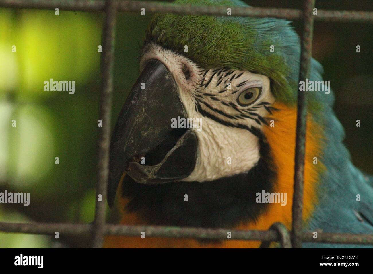 Macaw in cattività Foto Stock