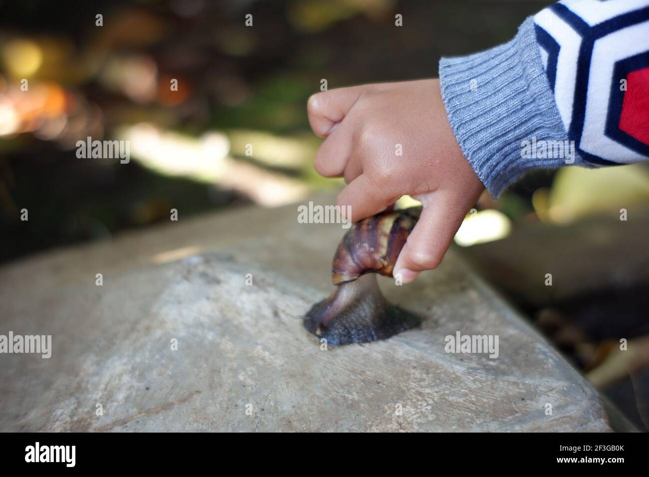 la mano del bambino prende la lumaca sulla roccia. gioca con gli animali a conchiglia Foto Stock
