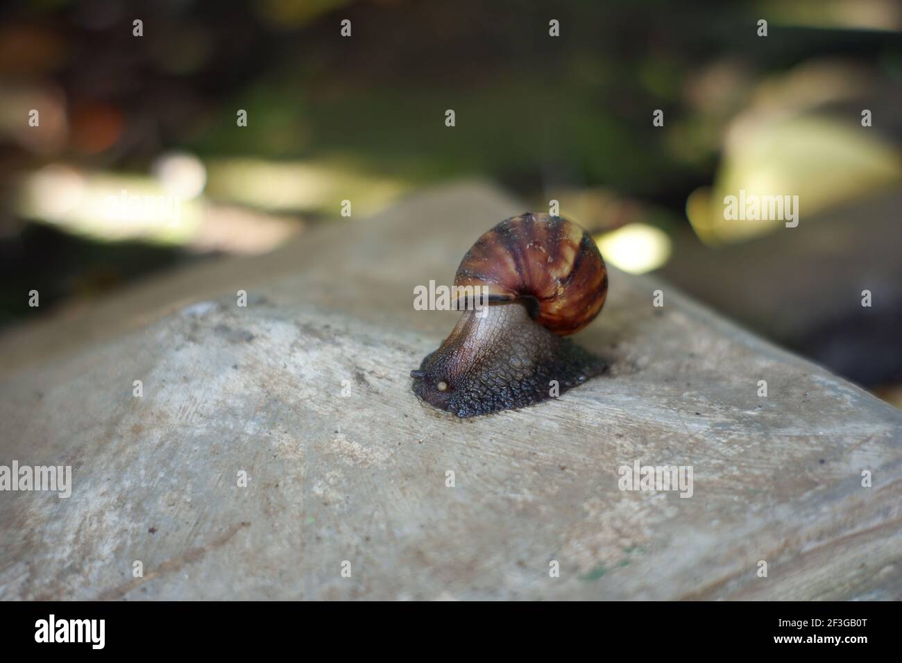 una lumaca che cammina su una roccia. lumache selvatiche si muovono alla ricerca di cibo. conchiglie animali a movimento lento Foto Stock