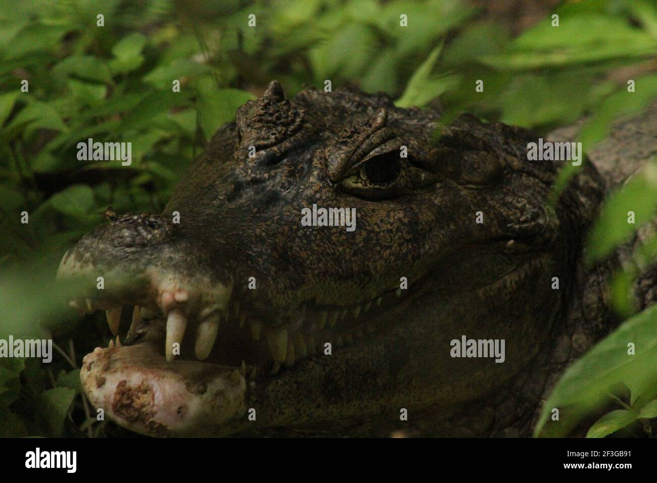 Caiman attraverso il Bush Foto Stock