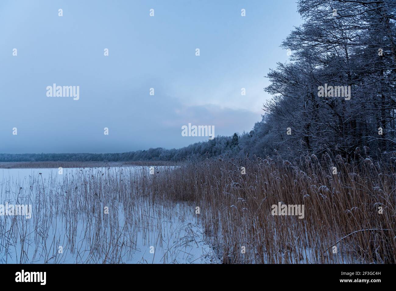 lago ghiacciato sul bordo della foresta sul bordo del lago piegato, la neve è nevosa e i rami degli alberi sono gelosi in una giornata nuvolosa Foto Stock