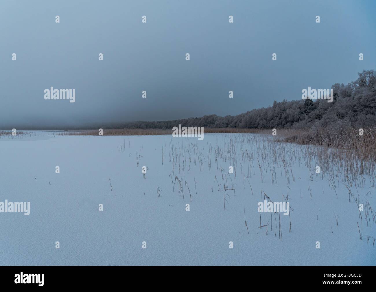 lago ghiacciato sul bordo della foresta sul bordo del lago piegato, la neve è nevosa e i rami degli alberi sono gelosi in una giornata nuvolosa Foto Stock