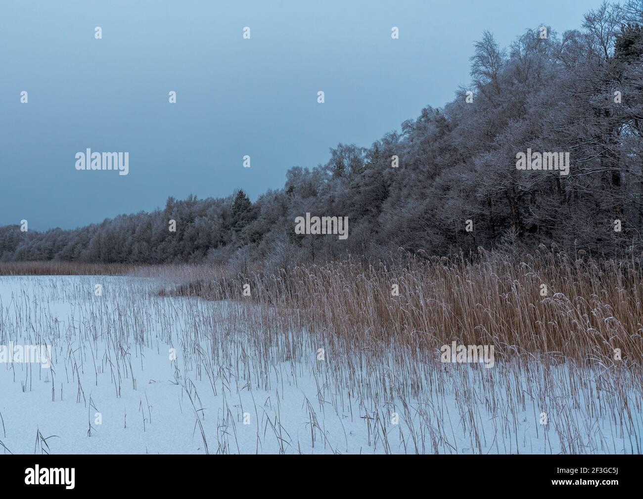 lago ghiacciato sul bordo della foresta sul bordo del lago piegato, la neve è nevosa e i rami degli alberi sono gelosi in una giornata nuvolosa Foto Stock