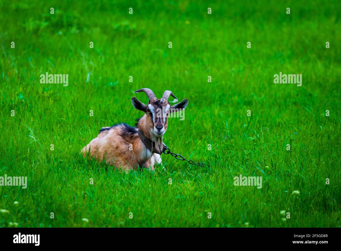 Una capra maschio giace sull'erba in un campo. Foto Stock